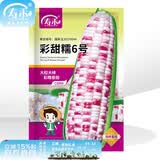 寿禾 超甜水果玉米种子大全紫糯黑甜糯可生食粘甜种孑春夏季寿光蔬菜 国审彩甜糯玉米种子200g