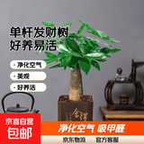 【热销款】发财树盆栽室内植物客厅办公室吸甲醛好养绿植 单杆发财树+塑料四方舍得盆+小方底座 花盆直径约8cm