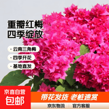 重瓣红三角梅盆栽带花三角梅苗勤花品种爬藤老桩室内花卉植物四季 重瓣粉 3年苗【当年开花】不含盆