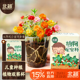 北蔬太阳花种子盆栽绿植种植花卉植物儿童观察礼物 儿童太阳花小盆栽