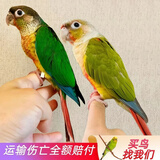 万宠汇 鸟活体虎皮鹦鹉笼养牡丹玄风活鸟学说话手养小太阳鹦鹉宠物鹦鹉 小太阳鹦鹉2只