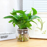 若绿大绿萝盆栽绿植花卉水培观叶长藤室内清新空气植物源头直发包邮 绿萝+台球