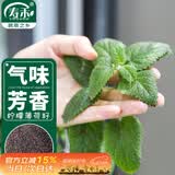 寿禾薄荷种子苗可食用盆栽香草花草种籽 柠檬薄荷种子2千粒*4袋