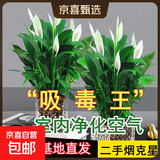 年宵花【热销款】白掌一帆风顺盆栽水培植物绿植过年装饰摆件年货 【店主推荐】特级白掌6-8株带花+早安盆+营养液