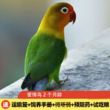 朗缤 鹦鹉活体鸟活物虎皮鹦鹉宠物活鸟玄凤鹦鹉手养鸟会说话幼鸟幼崽 爱情鸟 牡丹一只（公母可选）