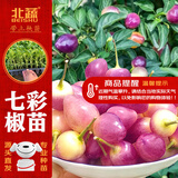 北蔬 七彩辣椒苗观赏食用泡椒夏秋蔬菜苗 七彩辣椒苗6棵源头直发包邮