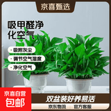 特价绿萝盆栽室内客厅办公室吸甲醛净化空气水培植物绿植花卉好养 【2盆】180绿萝+透明吸水盆 整体含盆高度20-25cm