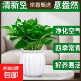 特价绿萝盆栽室内客厅办公室吸甲醛净化空气水培植物绿植花卉好养 【1盆】绿萝+白色南瓜盆自吸水 整体含盆高度20-25cm