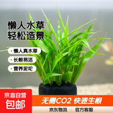 鱼缸水草造景淡水水草养鱼水草植物懒人真水草冷水水草坨草造景 （以长根）南美青竹坨2+营养草泥底座2