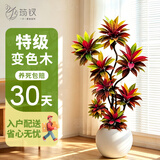 筠钗变色木大型绿植客厅高级感盆栽办公室内旺宅变叶木高级感轻奢植物 【高端优雅】1.25-1.45m（白色圆球盆）
