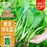北蔬 鸡毛菜种子种苗速生小青菜阳台四季蔬菜种籽 全季鸡毛菜种子30g