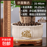 【绿萝盆栽】吸甲醛净化空气水培绿植物懒人花卉好养搬家礼物全 【新居入伙】5年粗壮三杆发财树+招财进宝竖纹陶瓷盆 整体含盆高度20-25cm