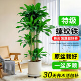 叹为观止大型植物发财树各种大颗盆栽开业乔迁客厅办公室内好养大型花卉 五珠螺纹铁1.6—1.8米【圆柱盆】 含盆