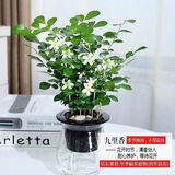 锦枫锦枫（jinfeng）办公室水培绿植花卉盆栽玻璃花盆水培植物 九里香 含盆栽好