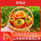 京地达山东铁皮草莓柿子 净重3斤 新鲜蔬菜绿腚番茄源头直发包邮