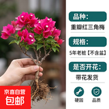 重瓣红三角梅盆栽带花三角梅苗勤花品种爬藤老桩室内花卉植物四季 四季红 3年苗【当年开花】不含盆