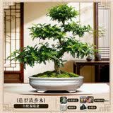 叹为观止大型植物发财树各种大颗盆栽开业乔迁客厅办公室内好养大型花卉 造型老桩清香木【陶瓷盆】 含盆