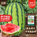 北蔬 大西瓜种子种苗秧南北方四季盆栽种籽 懒汉甜王西瓜种子约20粒