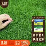 北蔬高档草坪种子护坡草籽矮生南北方庭院绿化 百草丰茂草坪种子1斤