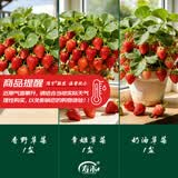 寿禾草莓苗带土发货大苗寿光大型苗场四季带盆栽好春夏季批发奶油秧苗 【组合3盆】香野章姬奶油各1盆