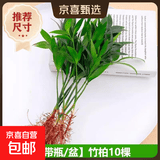 驱蚊竹柏水培植物大棵室内水养绿植花卉盆栽办公室桌面驱蚊草好养 精选竹柏10棵+肥料