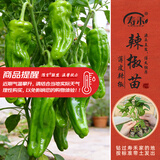 寿禾 蔬菜苗活苗带土发货大全菜苗春夏各种秧苗山东寿光苗种子阳台 薄皮辣椒苗 6棵