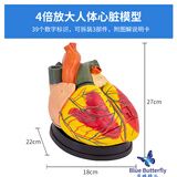 蓝蝶教学1:1自然大人体心脏解剖结构模型 B超彩超心脏超声科 可拆卸成人心脏循环系统心内科心脏血管 4倍放大心脏（有39个标识）