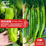 寿禾 蔬菜苗活苗带土发货大全菜苗春夏各种秧苗山东寿光苗种子阳台 [薄皮辣椒线椒苗]各3棵