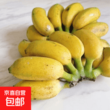 广西网红小米蕉青香蕉发货密封放熟吃新鲜水果皮薄肉厚 净重5斤青蕉发货