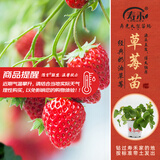寿禾草莓苗带土发货大苗寿光大型苗场四季带盆栽好蔬菜苗批发种子秧苗 【带土带盆】奶油草莓苗3盆+肥