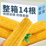 抱抱你 【大棒300g】头茬黄白玉米粘黏甜糯黑玉米棒营养代餐苞米玉米 黄糯玉米14根*300g【头茬大棒】