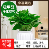 【绿萝盆栽】吸甲醛净化空气水培绿植物懒人花卉好养搬家礼物全 【1盆】绿萝+白色南瓜盆自吸水 整体含盆高度20-25cm