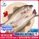 仙泉湖冷冻白蕉海鲈鱼2斤肉厚刺少1斤*2条海鲜水产生鲜食材