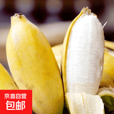 广西网红小米蕉青香蕉发货密封放熟吃新鲜水果皮薄肉厚 净重9斤青蕉发货
