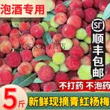 鲜美惊 【泡酒专用】5斤贵州新鲜杨梅现摘青红果野生杨梅泡酒专用现摘 1斤【泡酒专用】