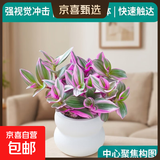 婚礼油画室内办公室花卉绿植好养紫叶吊兰观叶耐阴植物 婚礼油画配双层云朵盆【套组】