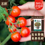 北蔬 矮生番茄种子苗蔬菜红珍珠小西红柿种籽 矮生盆栽红番茄种子50粒