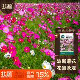 北蔬波斯菊野花种子苗四季开好种盆栽花卉籽 格桑花种子20g约2000粒