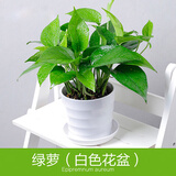 若绿大绿萝盆栽绿植花卉水培观叶长藤室内清新空气植物源头直发包邮 绿萝+白色螺纹盆