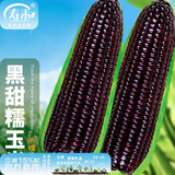 寿禾 超甜水果玉米种子大全紫糯黑甜糯可生食粘甜种孑春夏季寿光蔬菜 【黑甜糯】昕糯9102玉米种子50g