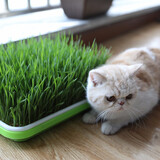 寿禾 猫草种子小麦草麦子套餐套装水培大麦黑麦草夏秋家庭种植草籽 浅盘+半斤种子+喷壶+纸