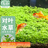 寿禾大对叶种子苗水草水培植物生态玻璃植物种籽 大对叶水草种子20g