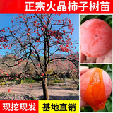 尔澜1.5-2cm粗火晶柿子树苗耐寒耐热露天庭院阳台水果苗种植源头直发