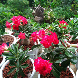 飞沭重瓣沙漠玫瑰多肉奇趣植物老桩耐旱花卉绿植盆栽当年开花