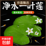 水培一叶莲浮萍迷你水草净化水质鱼缸造景睡莲花水生水养花卉植物 一叶莲 【10片装】尺寸8-11厘米