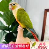万宠汇 鸟活体虎皮鹦鹉笼养牡丹玄风活鸟学说话手养小太阳鹦鹉宠物鹦鹉 凤梨小太阳鹦鹉1只