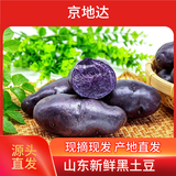 京地达山东黑土豆净重4.5斤单果250g+ 新鲜蔬菜紫色土豆 源头直发包邮