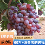 欧悟 特大巨峰葡萄树苗 无籽葡萄苗庭院阳台盆栽地栽果树苗南北方种植 金星无籽【8年苗-结果多】