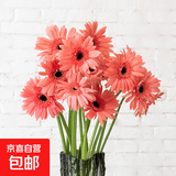 弗朗花非洲菊太阳花仙气粉色花头鲜切花520母亲节鲜花礼物 非洲菊-单色随机20枝