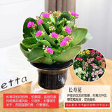 锦枫水培花卉盆栽 办公室水培绿植花卉盆栽玻璃花盆 长寿花 含盆栽好